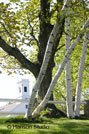 Temple, NH - White Birches